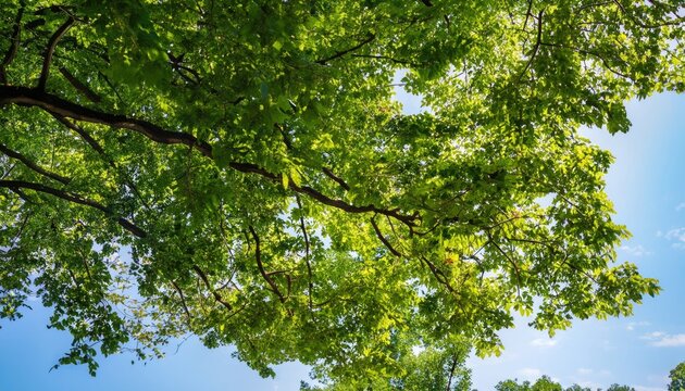 Beautiful leafy tree canopy on a sunny summer's day