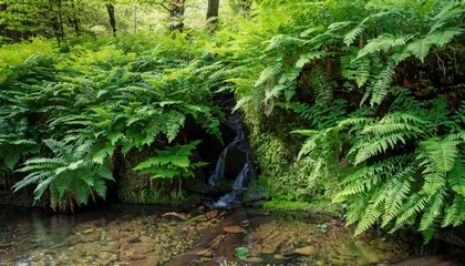 Fotobehang A wall of ferns surrounds a clear woodland stream © ROKA Creative
