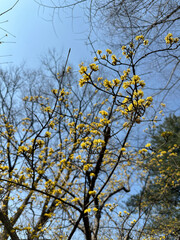 산수유 꽃