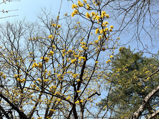 산수유 꽃