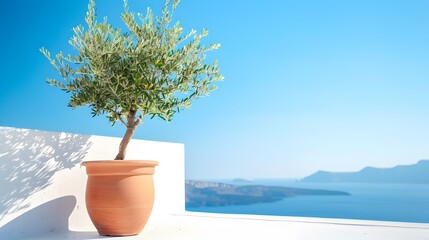 Olive tree in terra cotta clay pot on white terrace under clear blue sky with beautiful mountains view. Summer vacation conceptual background. 