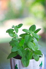 Peppermint in small basket on natural 
