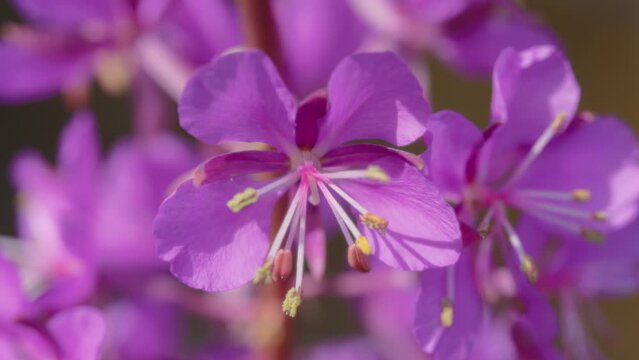 Close up of a fireweed flower swaying in the wind. Slow motion.