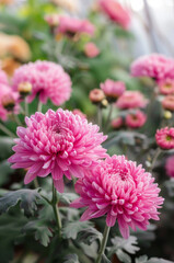 pink chrysanthemums growing in a large commercial greenhouse mid afternoon dappled sunlight 