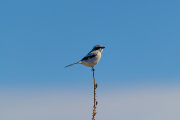 Fototapeta premium A Loggerhead Shrike perches on a stem in Big Bend National Park, in Southwest Texas.