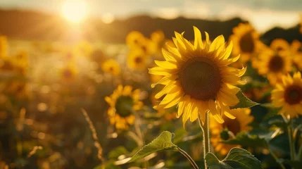 Rolgordijnen Beautiful sunflowers field  © MOUISITON