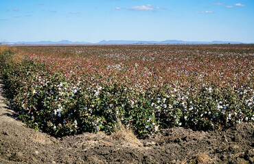 cotton field, cotton ready for harvest