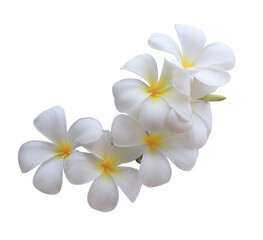 Fototapeta na wymiar Plumeria or Frangipani or Temple tree flower. Close up single white-yellow plumeria flowers bouquet isolated on transparent background.