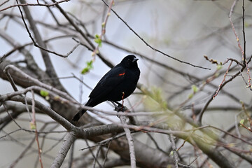 Red-winged Blackbird aka Agelaius phoeniceus