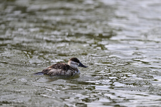 Ruddy Duck, Female