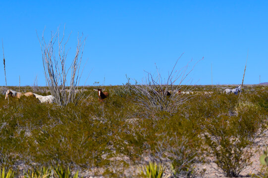  Wild Horses in Big Bend National Park, in Southwest Texax.