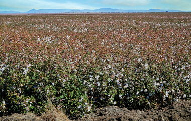 cotton farm in Queensland Australia. ready for harvest