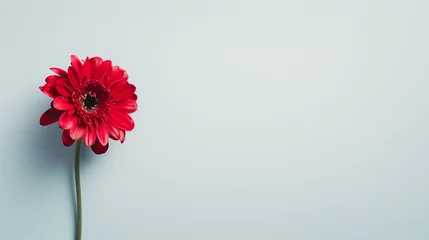 Zelfklevend Fotobehang red gerber daisy on blue background © Leo
