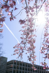 cherry blossom in Baltimore 