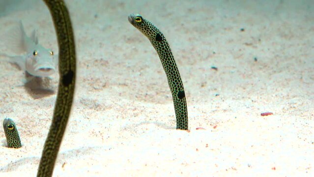 Spotted Garden Eels looking around. Heteroconger Hassi. 4K