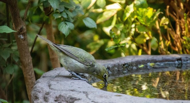 A Cape white-eye drinks water from a birdbath in an urban garden in South Africa