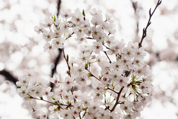 桜の花
