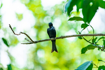 Black Drongo