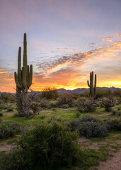 a Sonoran Desert sunrise in Arizona