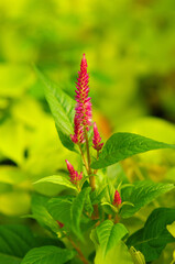 Beautiful Red Flowers
