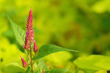 Beautiful Red Flowers