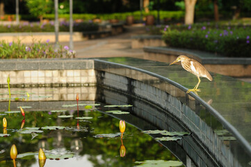 A Bird by a Pond