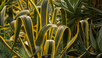 close up of agave americana or century plant