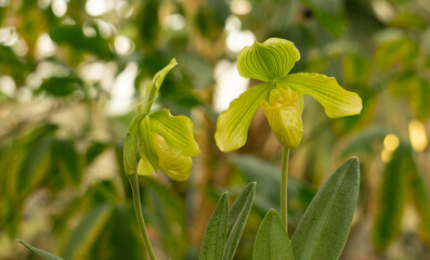 close up or an orchid