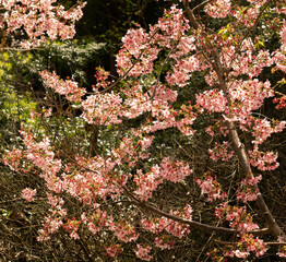 pink and white flowers