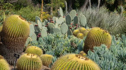cactus in the garden