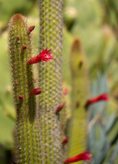 cactus in bloom