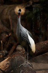 grey crowned crane