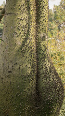 close up of a silk tree, ceiba