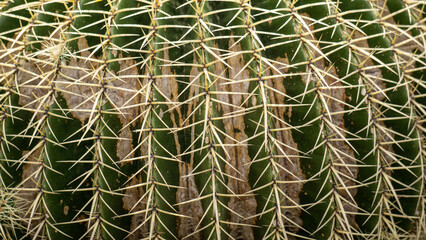 cactus close up