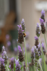 bee on lavender