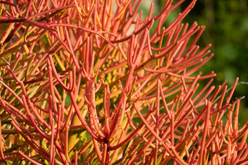 fire sticks succulent