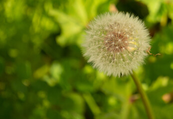 dandelion on grass
