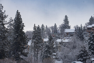 winter landscape with snow