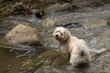 dog in water