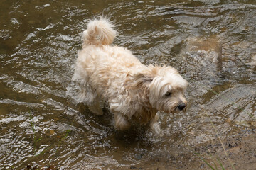 dog in water