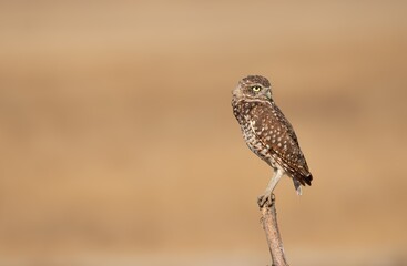 Burrowing owl perched on a bare branch against a clear golden background 