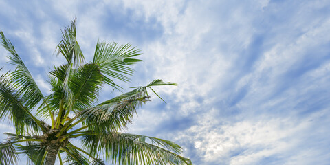 Palm tree leaves on white blue sky background, vibrant green fronds of coconut tree and fluffy...