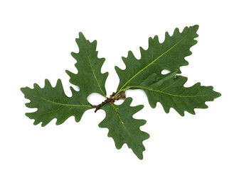 Green oak leaves, cut out on white background
