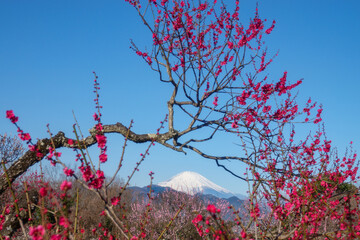 新春の梅と富士山 神奈川のお花見