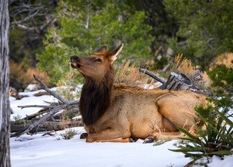 Cow Elk at the Grand Canyon