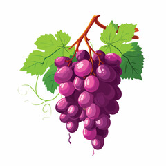 A bunch of grapes hanging on a vine. flat vector 