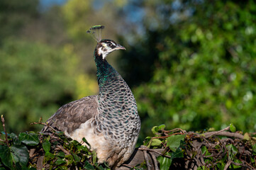Wild Peacock