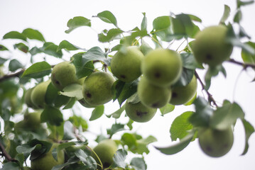 Large ripe varietal pears are ripe on the garden plot. Fruit.