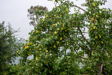Fototapeta na wymiar Large ripe varietal pears are ripe on the garden plot. Fruit.