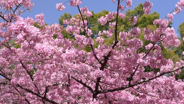 A video of pink kawazu cherry tree blossom branches swaying wildly in the wind. SLOW MOTION